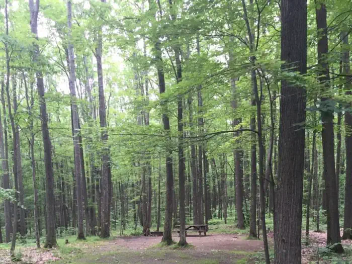 Handsome Lake Campground — forested campground