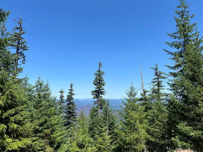 Timber Butte Cabin — View of fir trees and distant mountain ridges, blue sky above