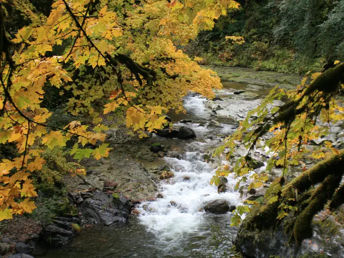 Fernview Group Site — Fernview Campground located in the Willamette National Forest.