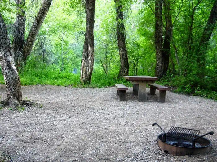 Leigh Creek Campground — Campsite in Leigh Creek Campground surrounded by trees