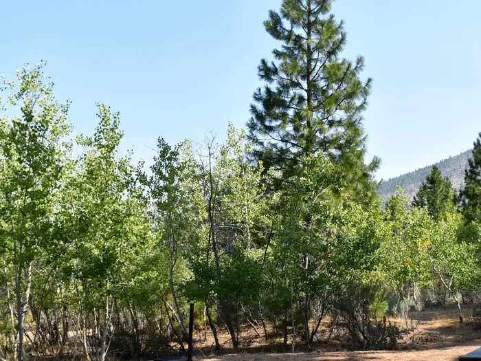 Aspen Grove Campground (ca) — Quaking Aspens