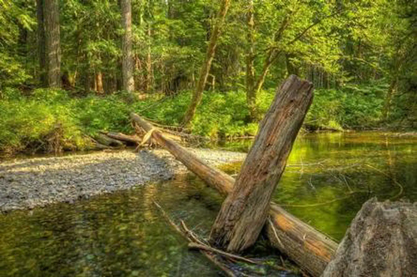Moss Creek Campground — Moss Creek campground