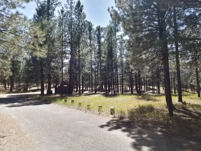 Jemez Falls Campground — An image of pine trees near a paved road with clear blue skies.