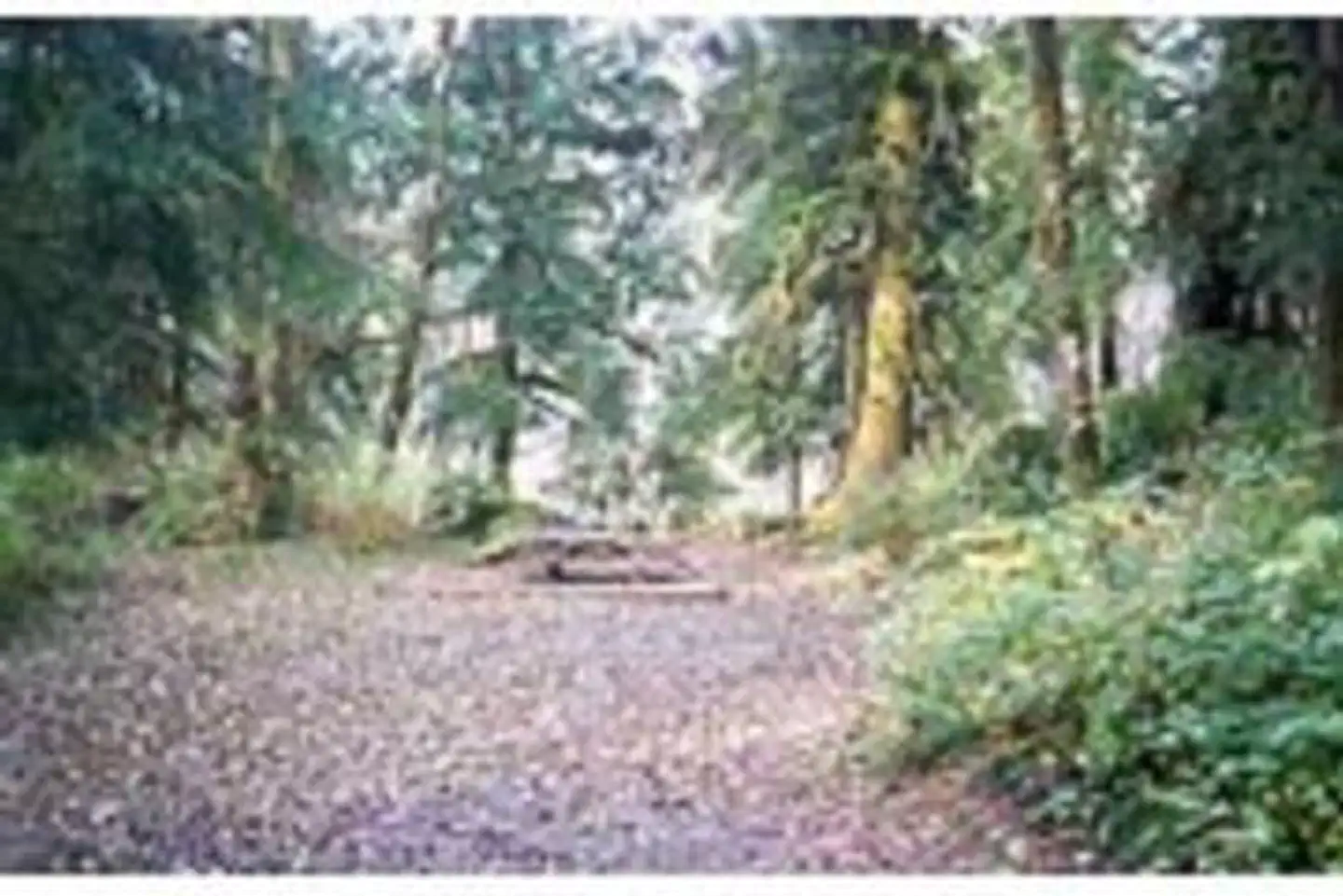 Esswine Group Camp — Esswine Group Camp