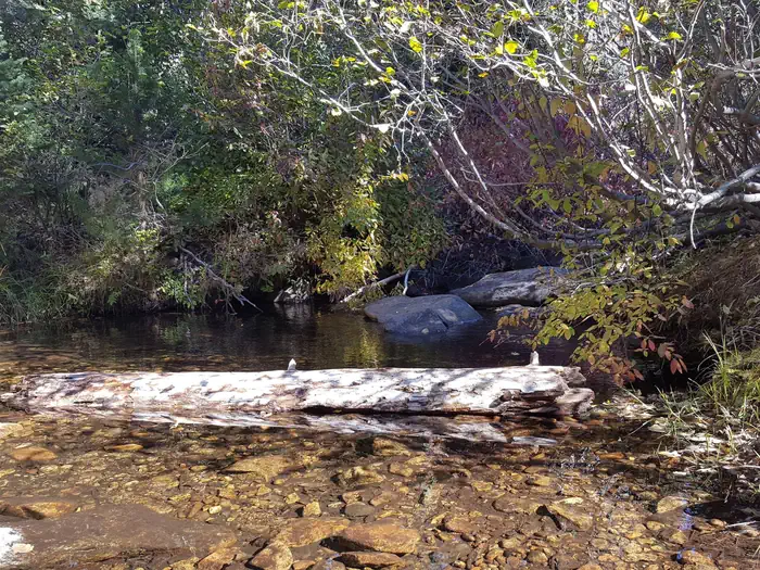 Chapman — Chapman Creek