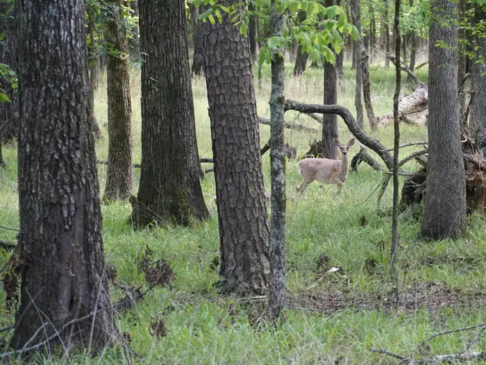 Tompkins Bend — Tompkins Bend Campground