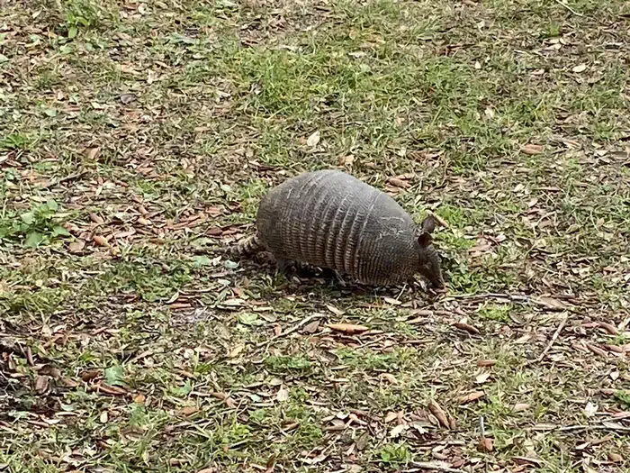 Fort Pickens Campground — Armadillo Visiting Fort Pickens Campground