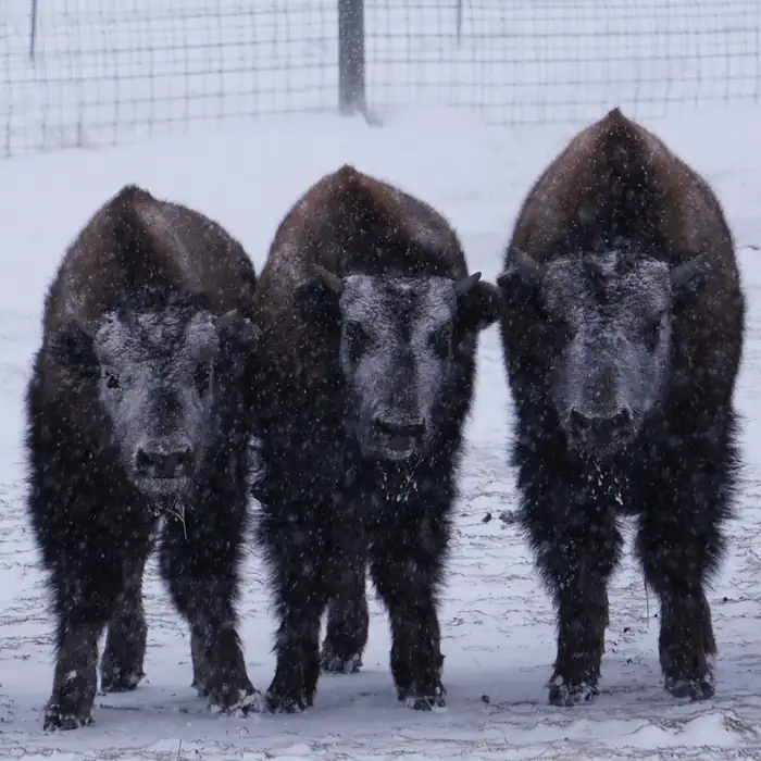Downstream (mt) — Three bison wait out a winter storm