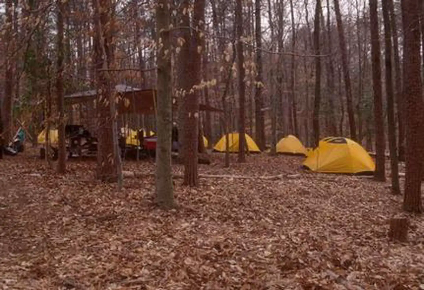 Turkey Run Ridge Group — Multiple yellow tents clustered in a campsite among fallen leaves in a winter forest