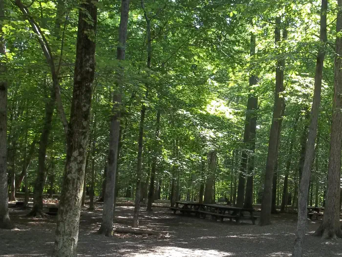 Turkey Run Ridge Group — Picnic tables in a shaded campsite in the forest