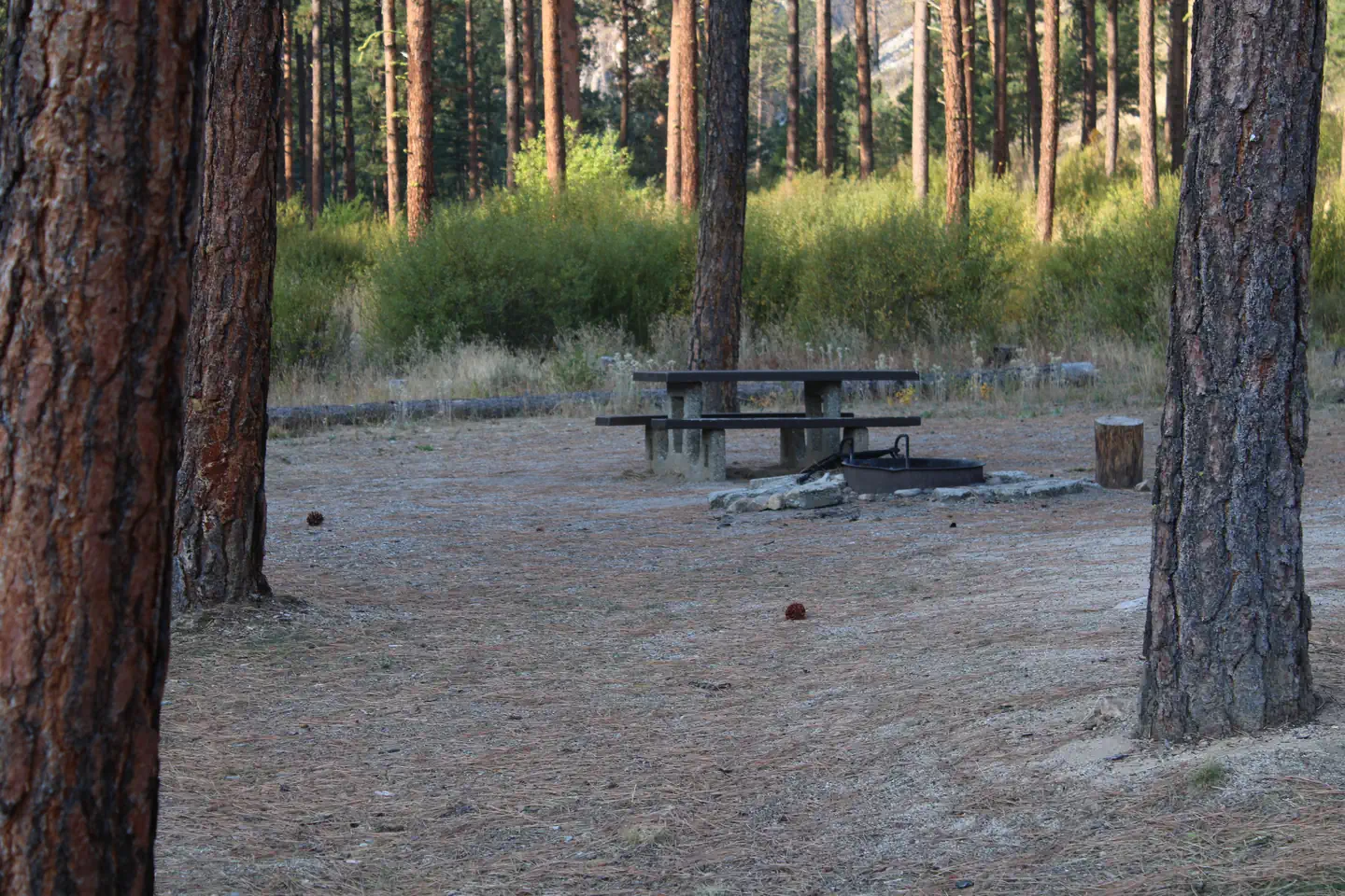 Pine Flats (ID) — Picnic table and fire ring viewed through trees