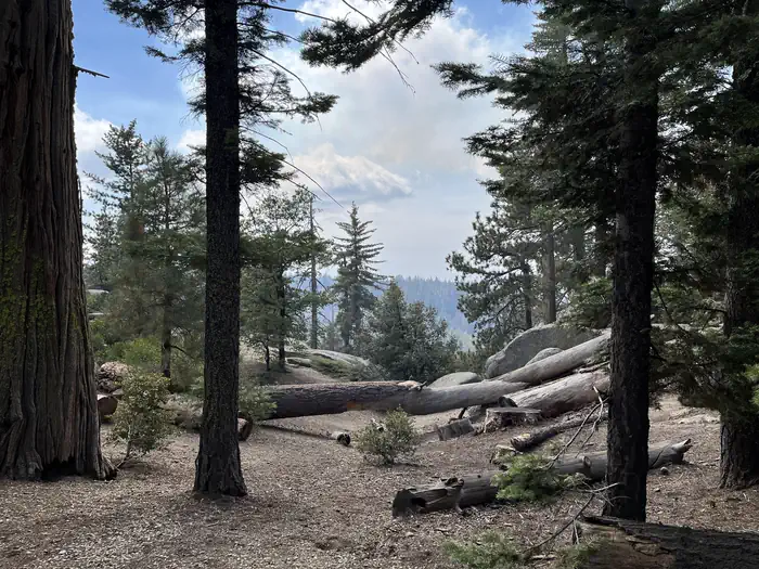 Sunset Campground (ca) — Landscape in Sunset Campground showing a wash with down trees and an open area near trees