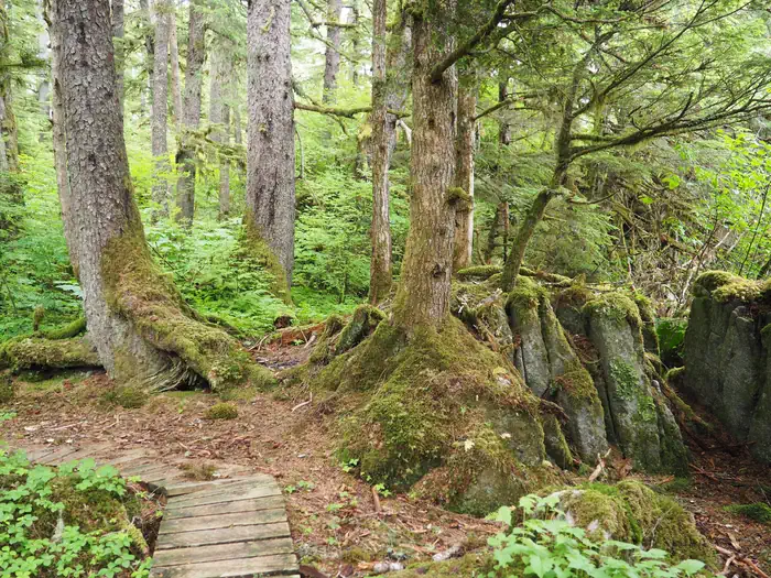 Little Dry Island Cabin — Wooden plank walkway curving away from trees and bushes