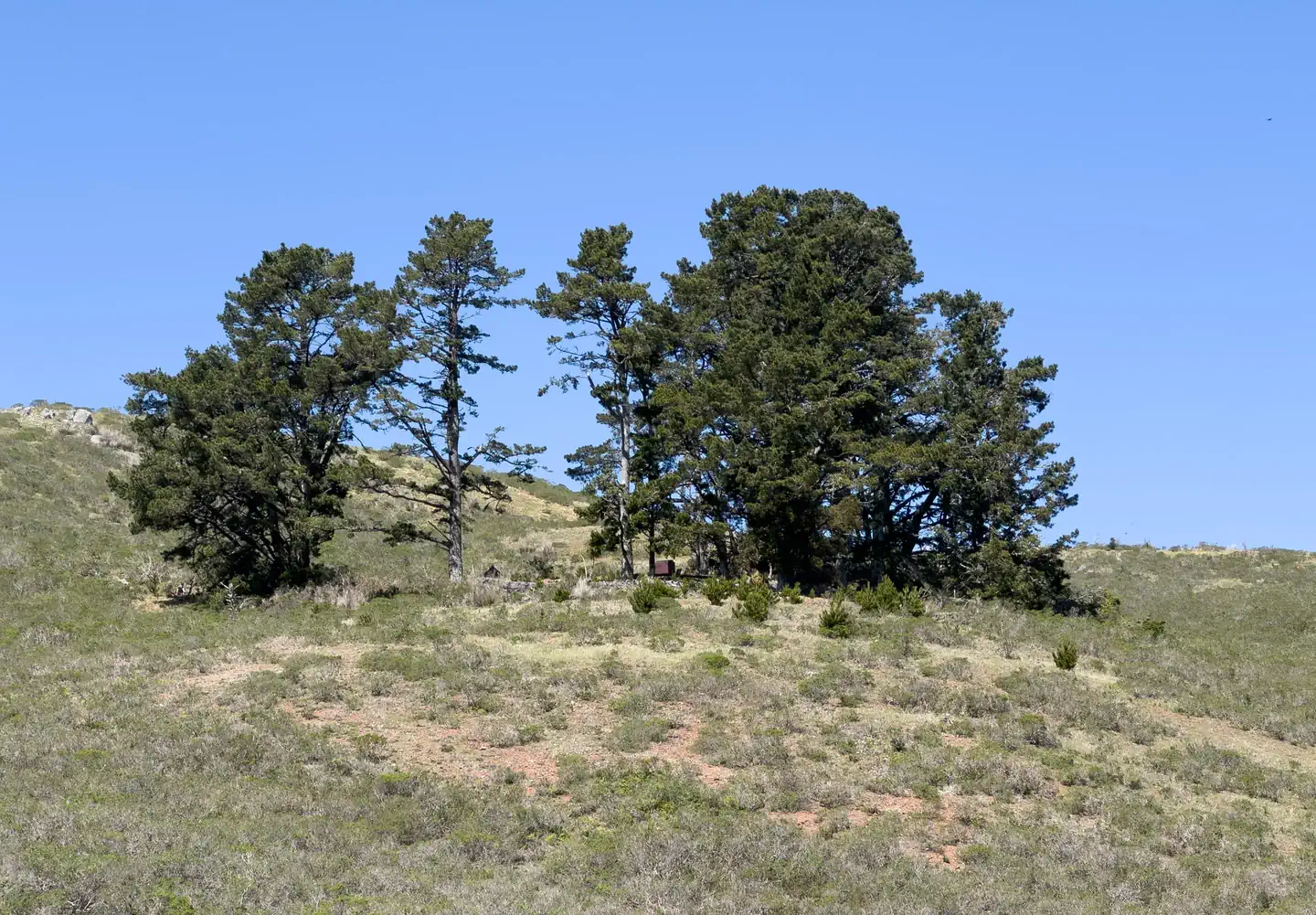 Hawk Camp Campground — Full view of Hawk Campground from the trail. On a shrub covered hill there is a small stand of coniferous trees. Among them you can make out one of the bear lockers at the camp.