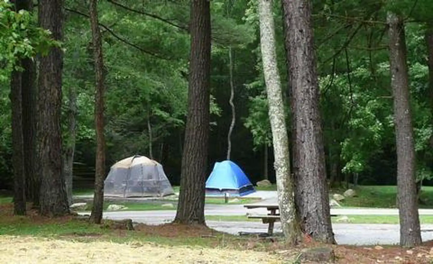 Raccoon Branch Campground — RACCOON BRANCH CAMPGROUND