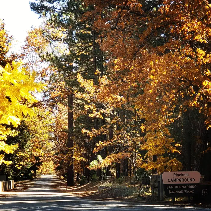 Pineknot — Pineknot Fall 2018