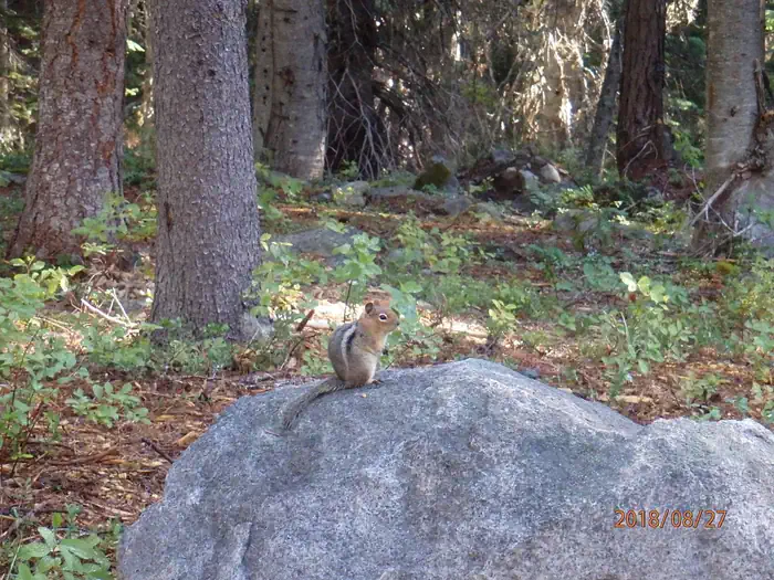 Lodgepole Campground (washington) — Lodgepole Campground