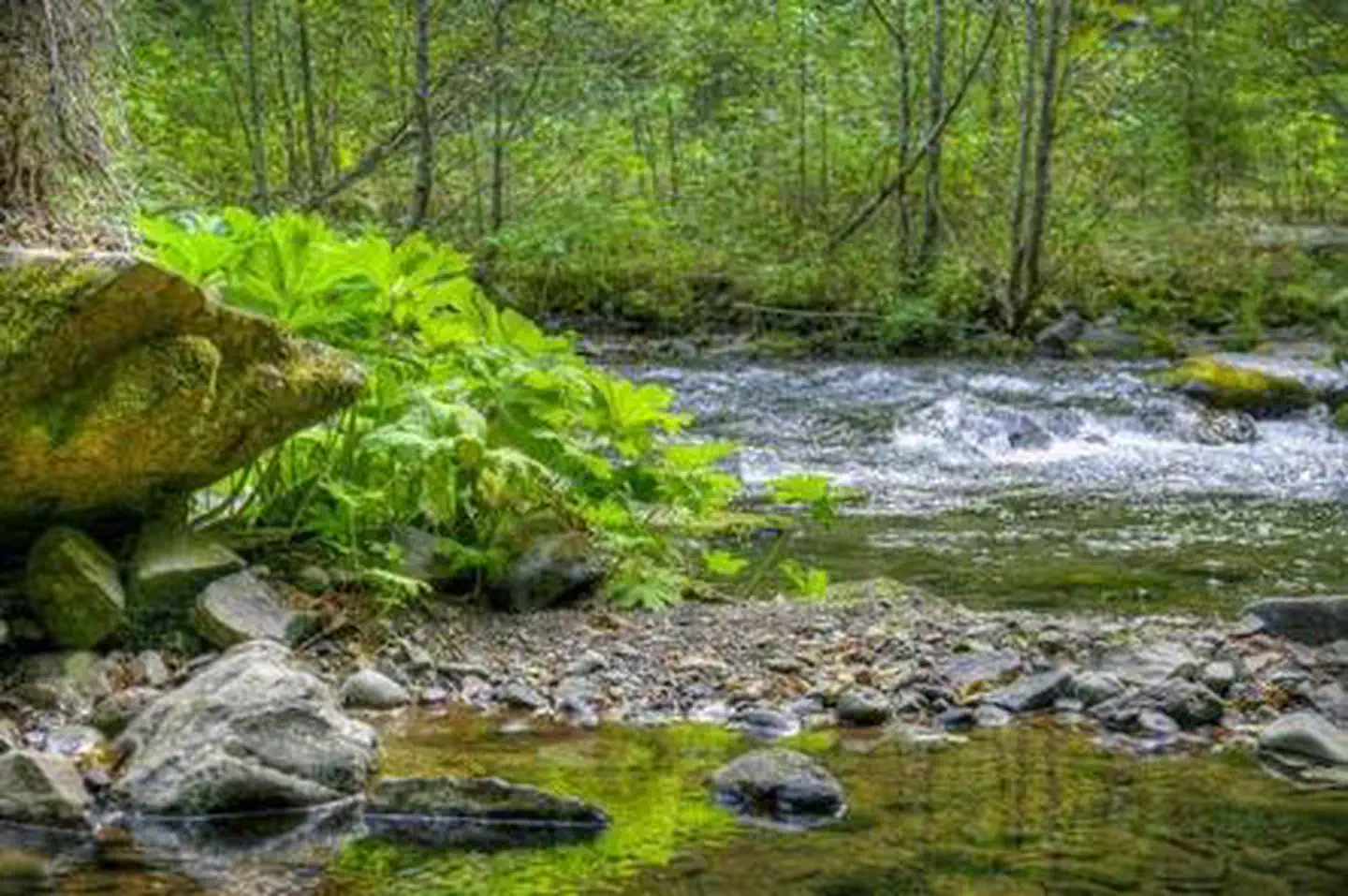 Panther Creek Campground — Panther Creek campground