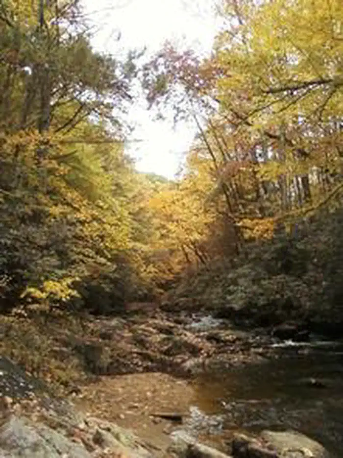 Dennis Cove Campground — Laurel Fork at Dennis Cove Campground