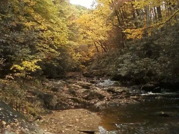 Dennis Cove Campground — Laurel Fork at Dennis Cove Campground
