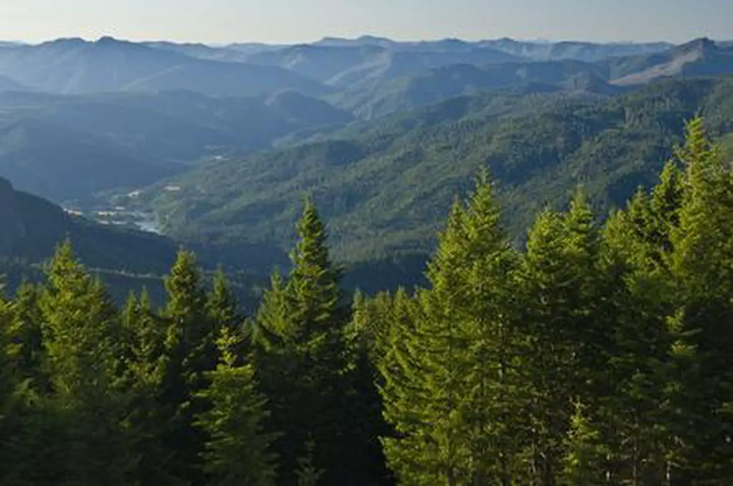 Lake Of The Woods Lookout — LAKE OF THE WOODS LOOKOUT