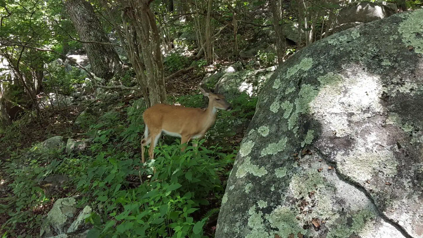 Peaks Of Otter Campground — Peaks of Otter Wildlife