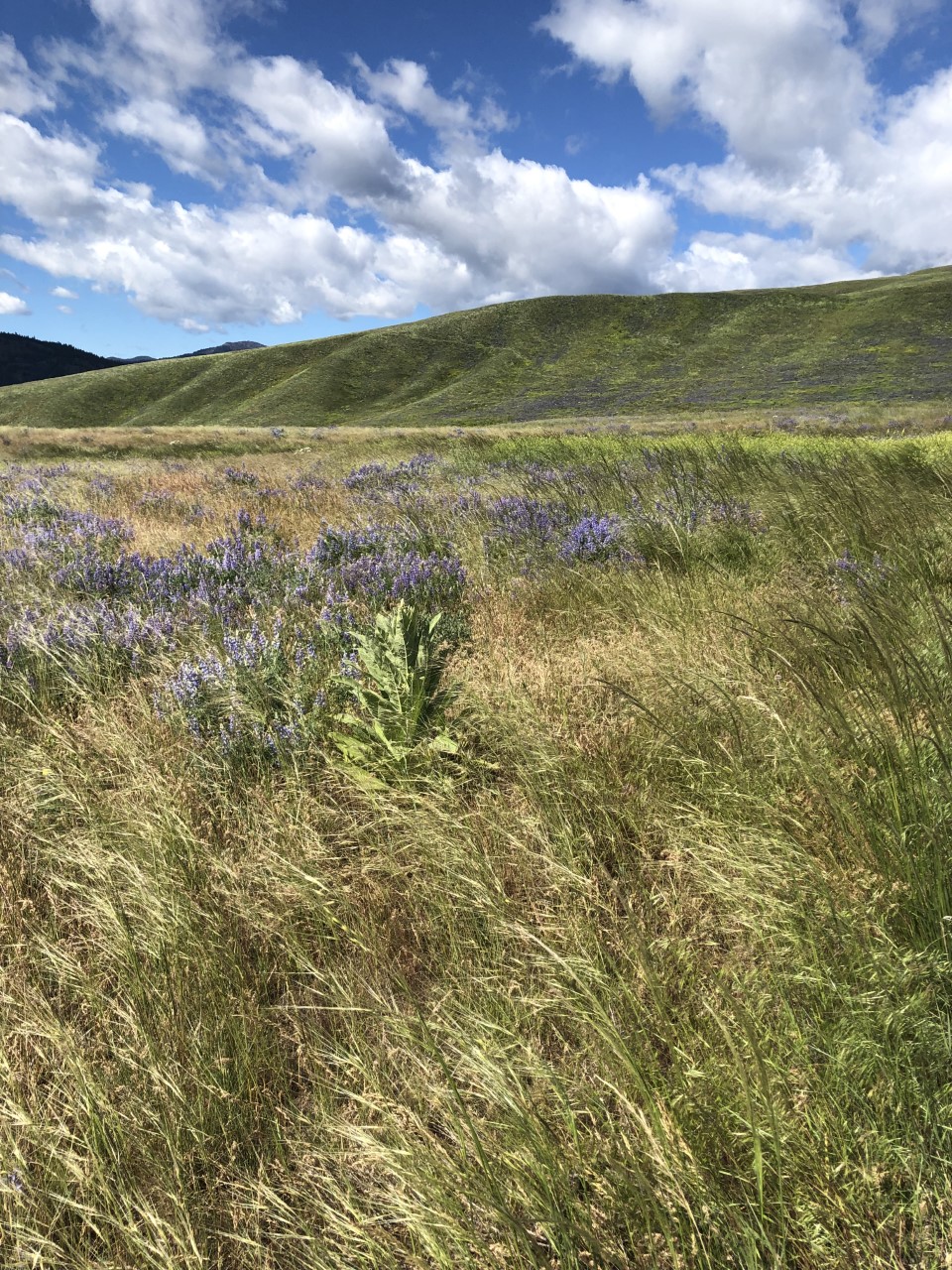 Palmer Mountain — Palmer Mountain