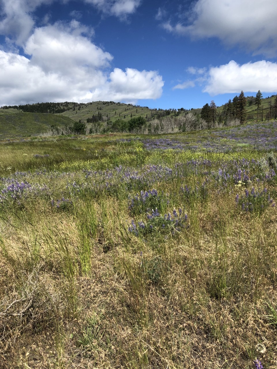 Palmer Mountain — Palmer Mountain