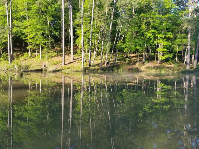 Clear Springs Recreation Area — Clear Springs Campsite Map
