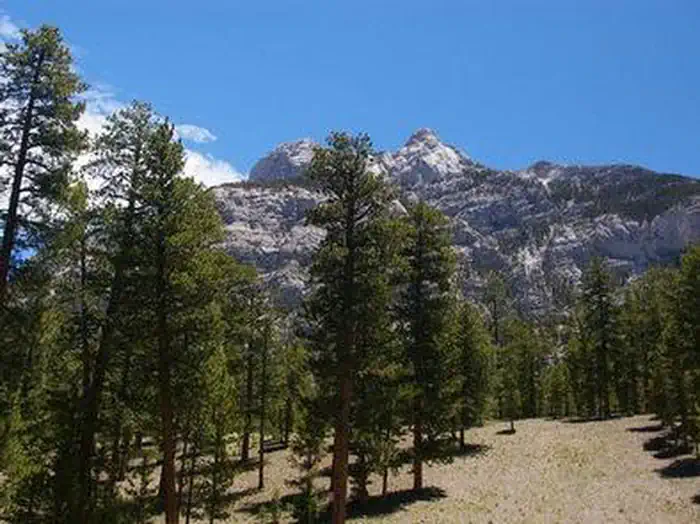 Foxtail Grp Picnic Area — FOXTAIL GRP PICNIC AREA