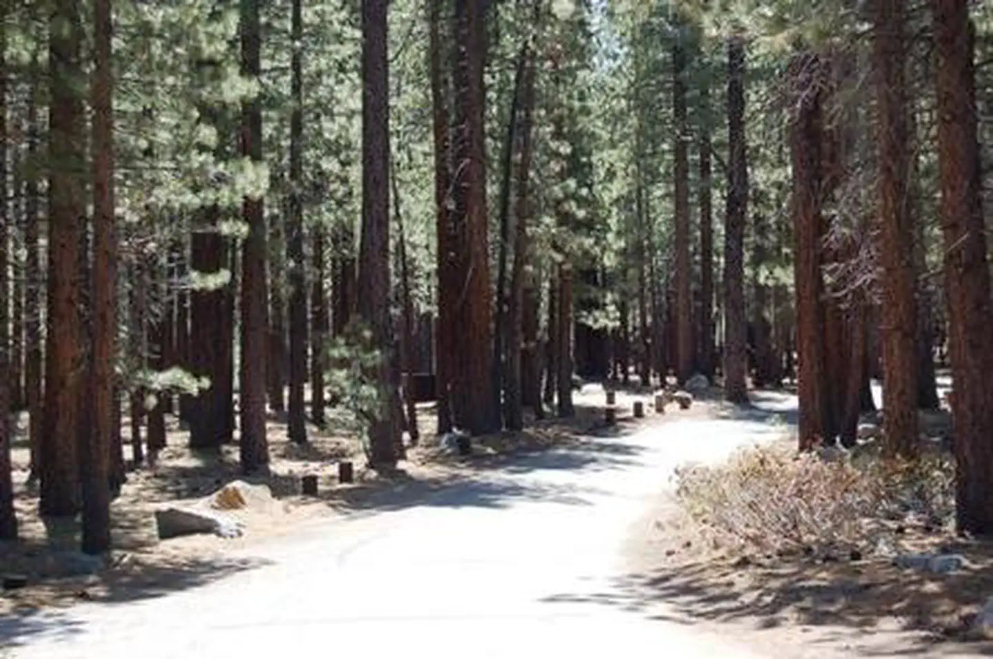 Old Shady Rest Campground — OLD SHADY REST CAMPGROUND