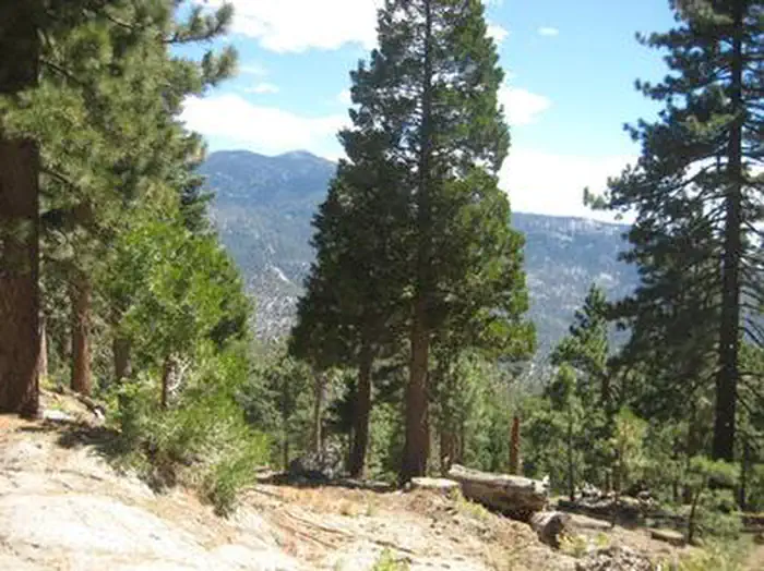 Black Mountain (san Bernardino) β Down slopping hill with trees.