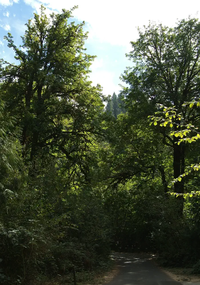 Clay Creek Recreation Site — Towering Maple Trees.