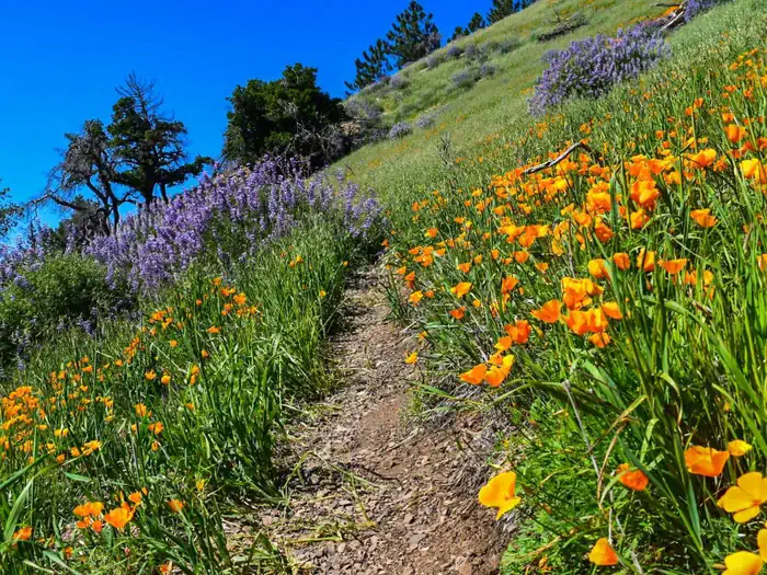Mt. Figueroa Campground — Los Padres National Forest