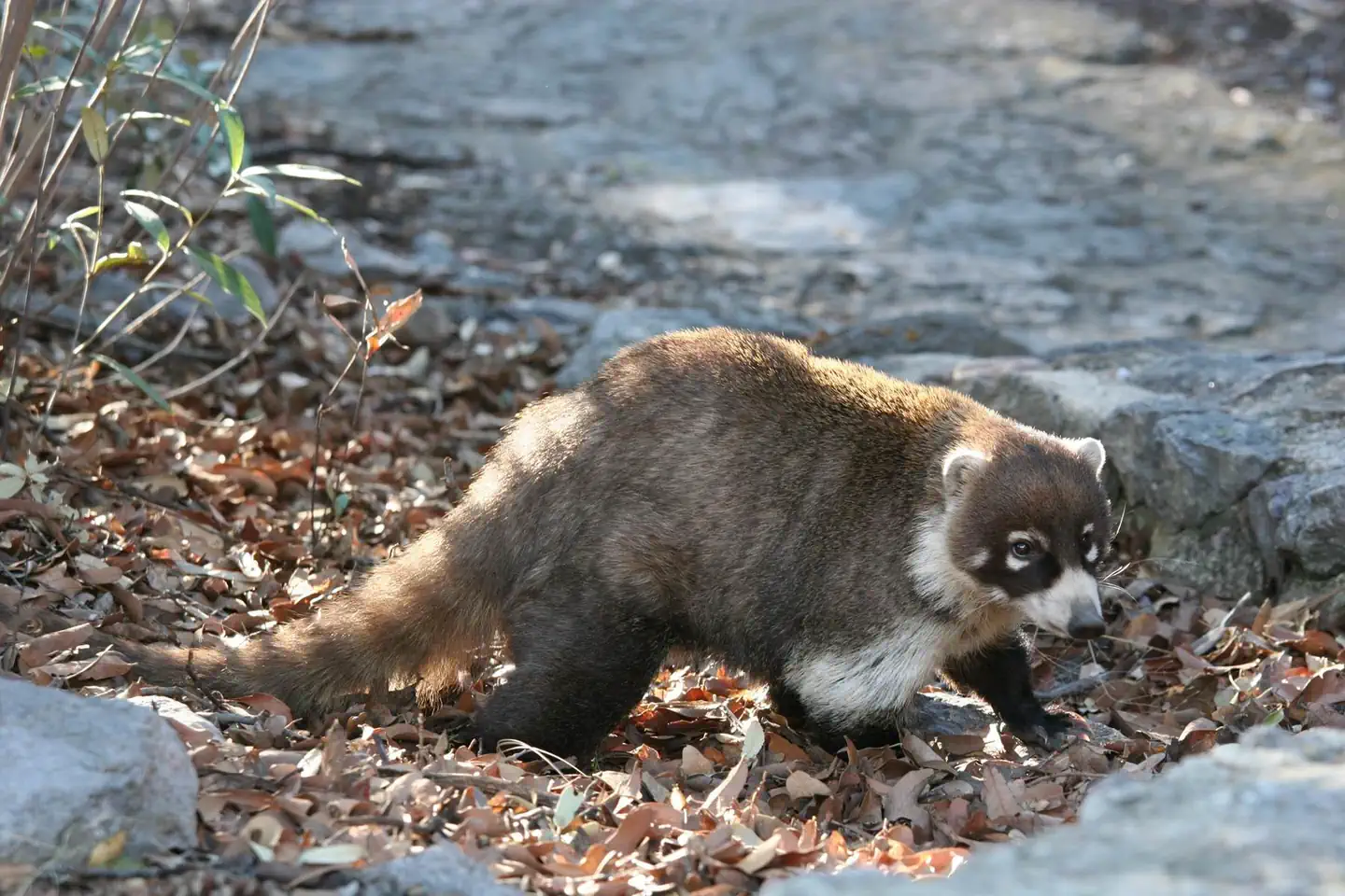 Bonita Canyon Campground — The white-nosed coati, a member of the raccoon family, may visit your campsite. Bonita Canyon Campground