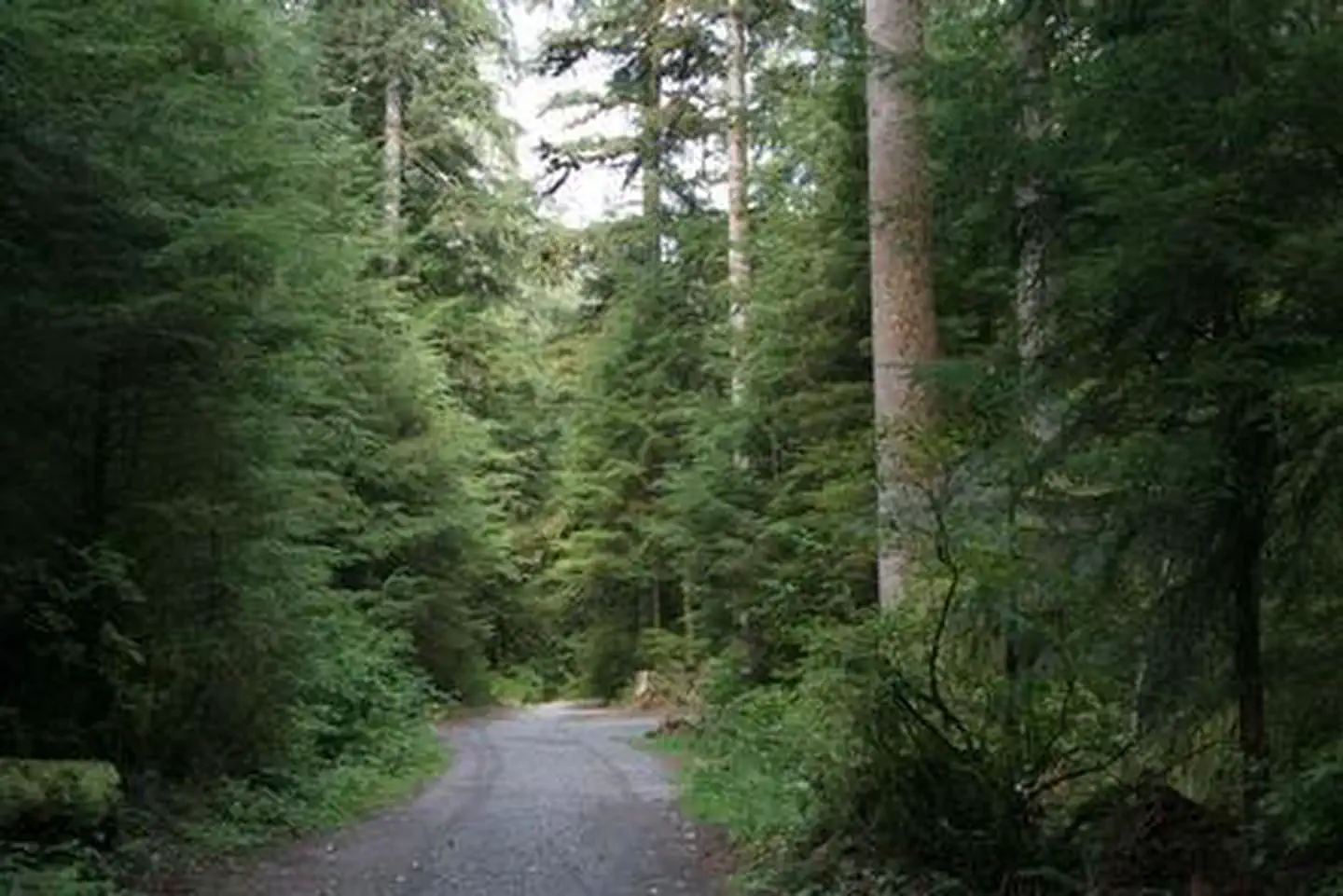 Wiley Creek Group Camp — Wiley Creek Group Camp