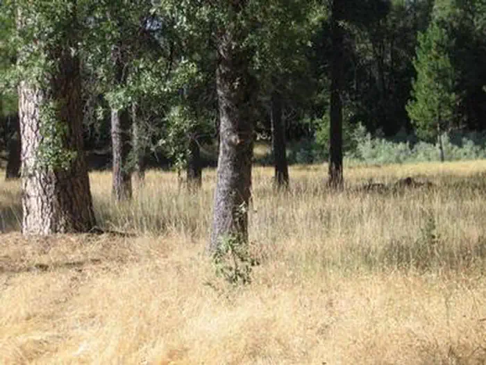 Pines Group Stanislaus — PINES GROUP STANISLAUS
