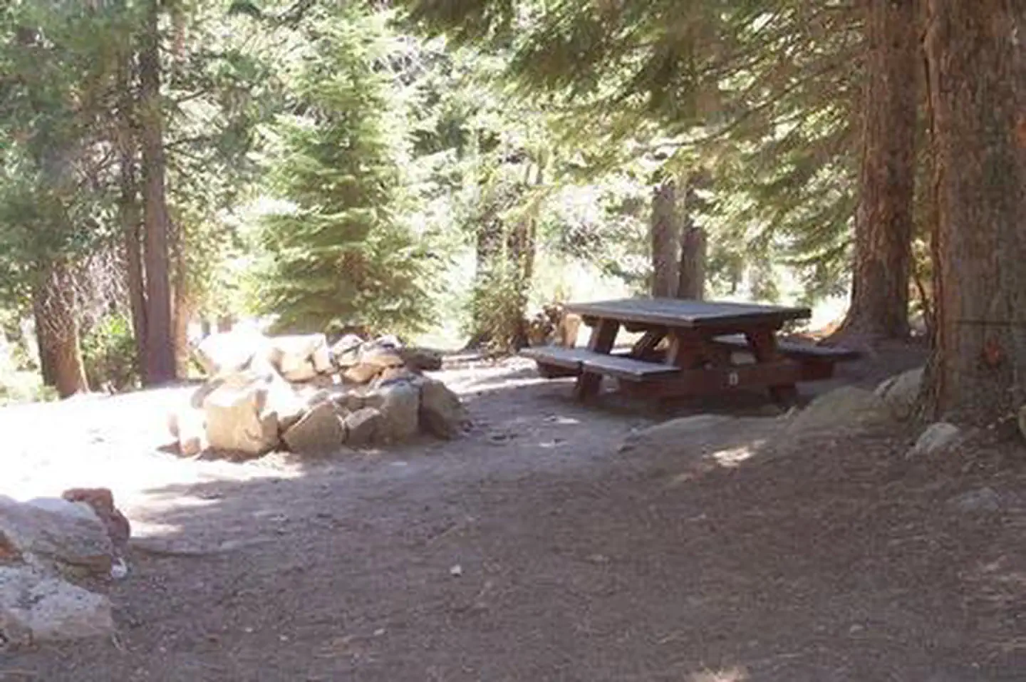 Redwood Meadow
