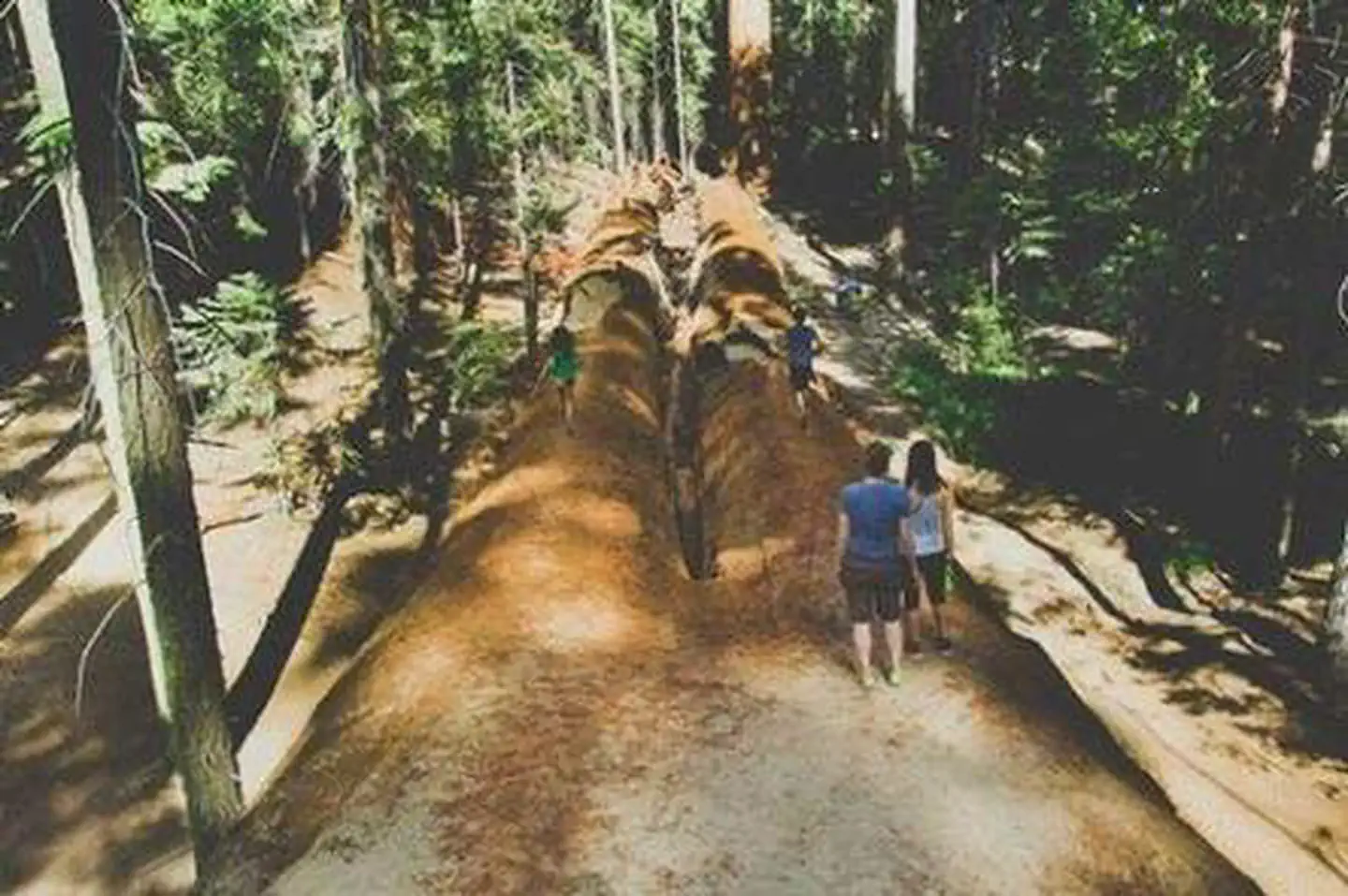 Redwood Meadow — REDWOOD MEADOW