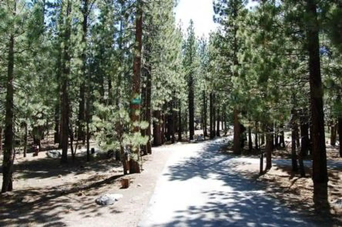 New Shady Rest Campground — NEW SHADY REST CAMPGROUND