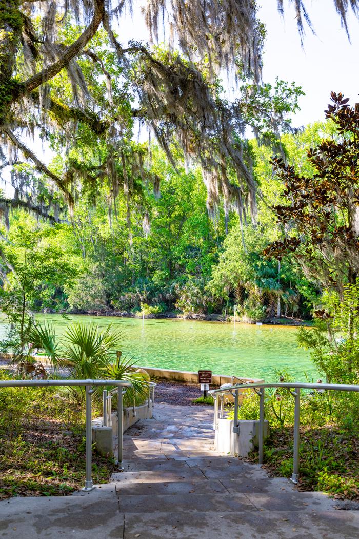 Salt Springs Recreation Area — Entry to swim area