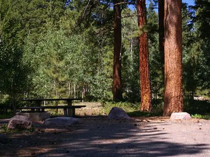 Yellowpine — YELLOWPINE