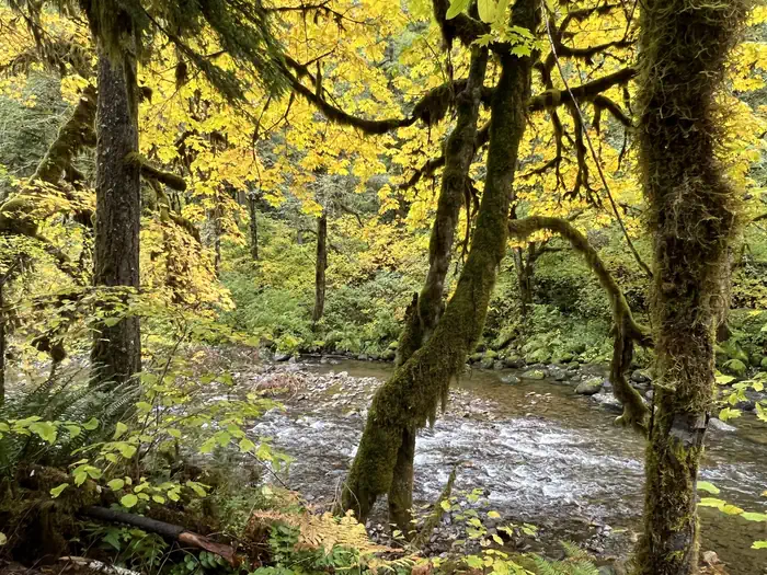 Yukwah Campground — South Santiam River