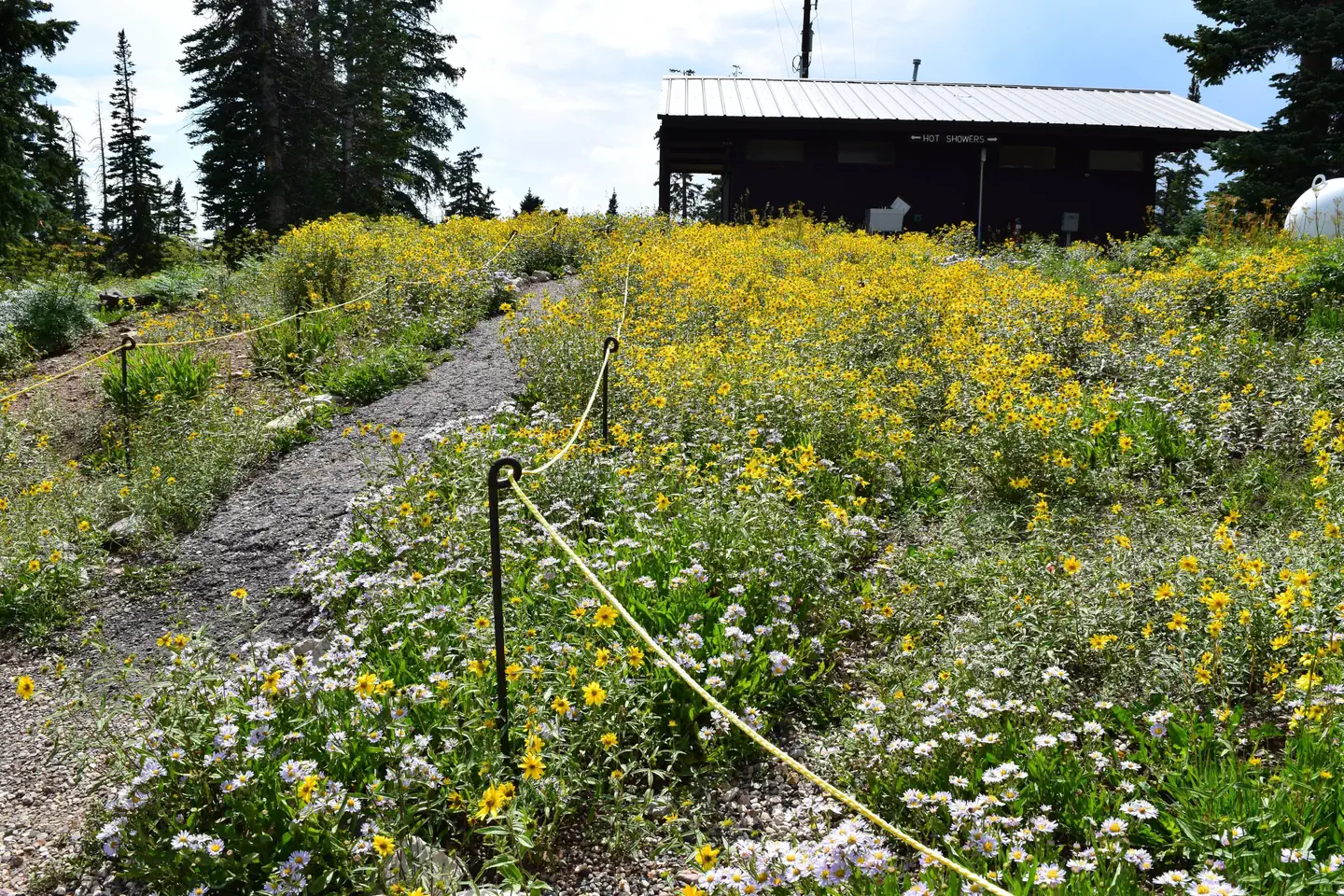 Point Supreme Campground — Path towards restroom building with yellow wildflowers.