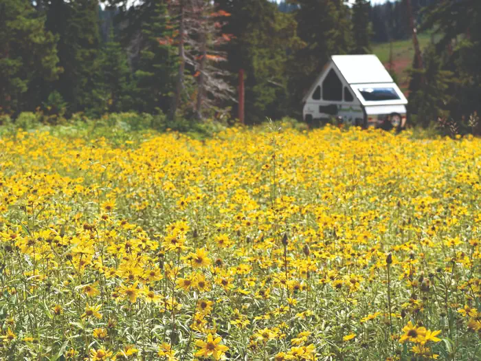 Point Supreme Campground — Meadow of yellow flowers and a triangle shaped camper trailer.