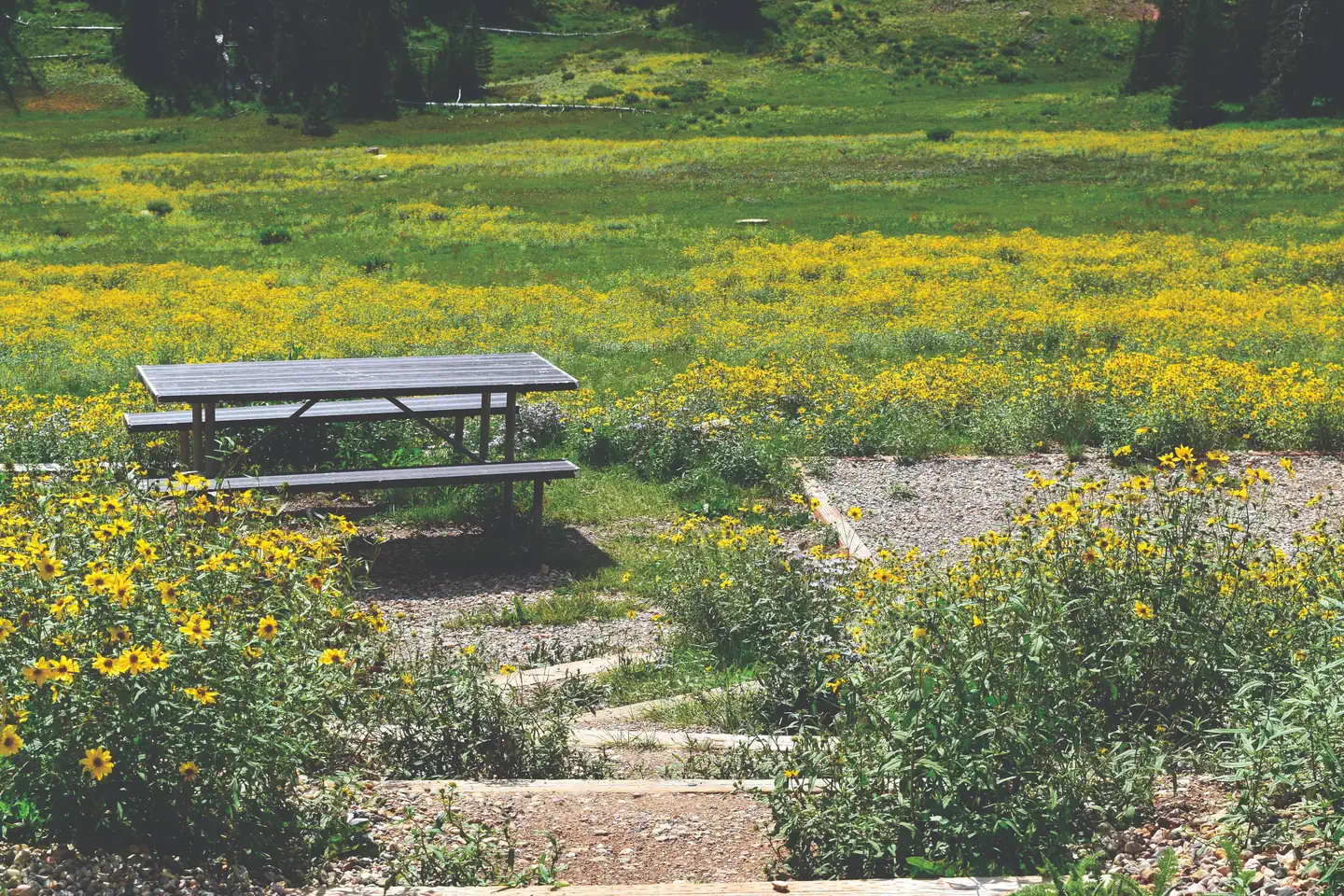Point Supreme Campground — Path leading down to a picnic table, tent pad and meadow of flowers.