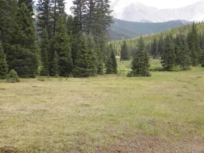 Monarch Park — Grassy meadow with spruce trees and mountains in background