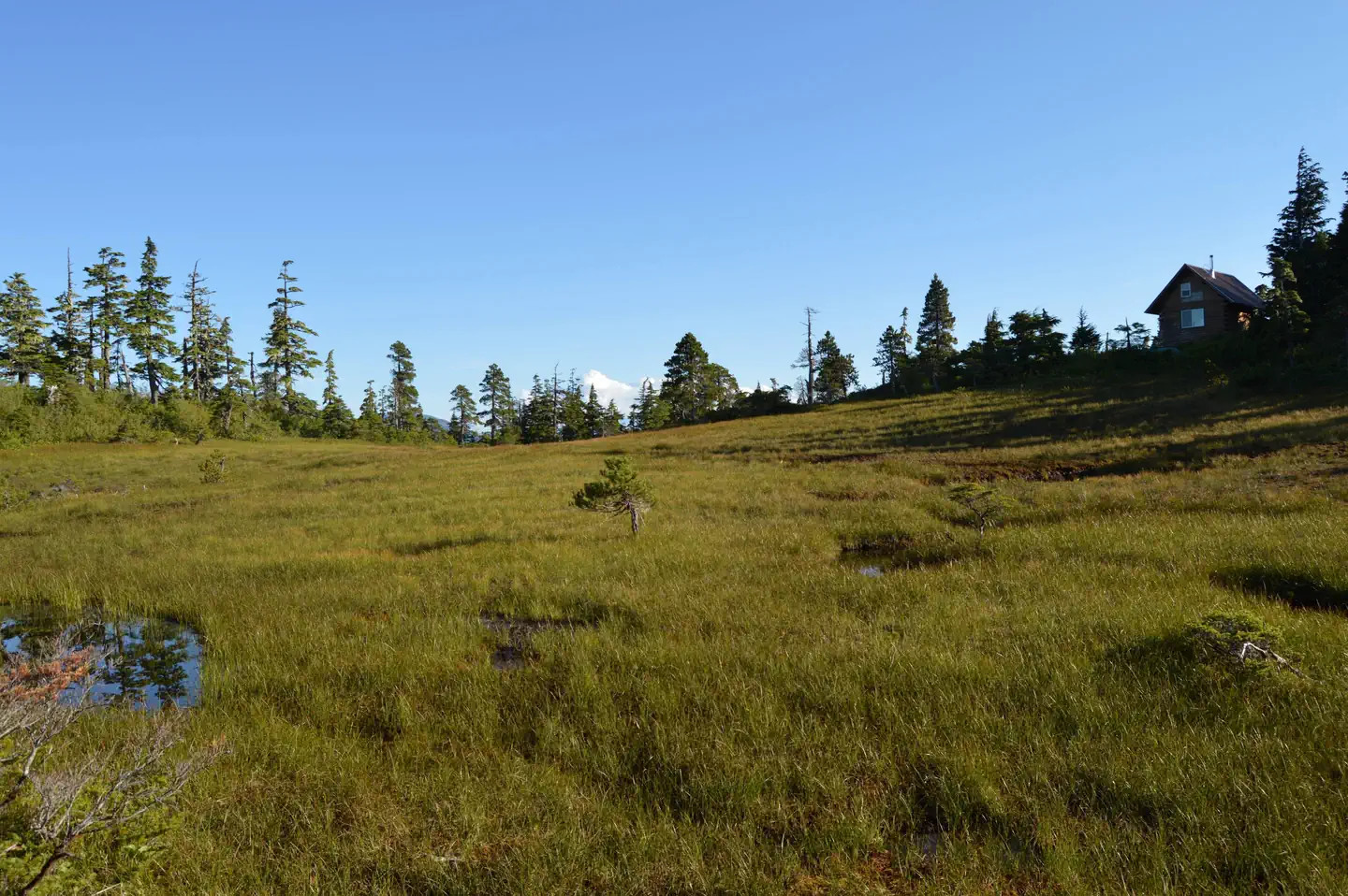 John Muir Cabin β Muskeg behind the cabin