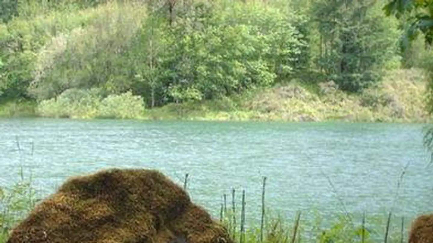 Black Canyon Campground - Willamette NF