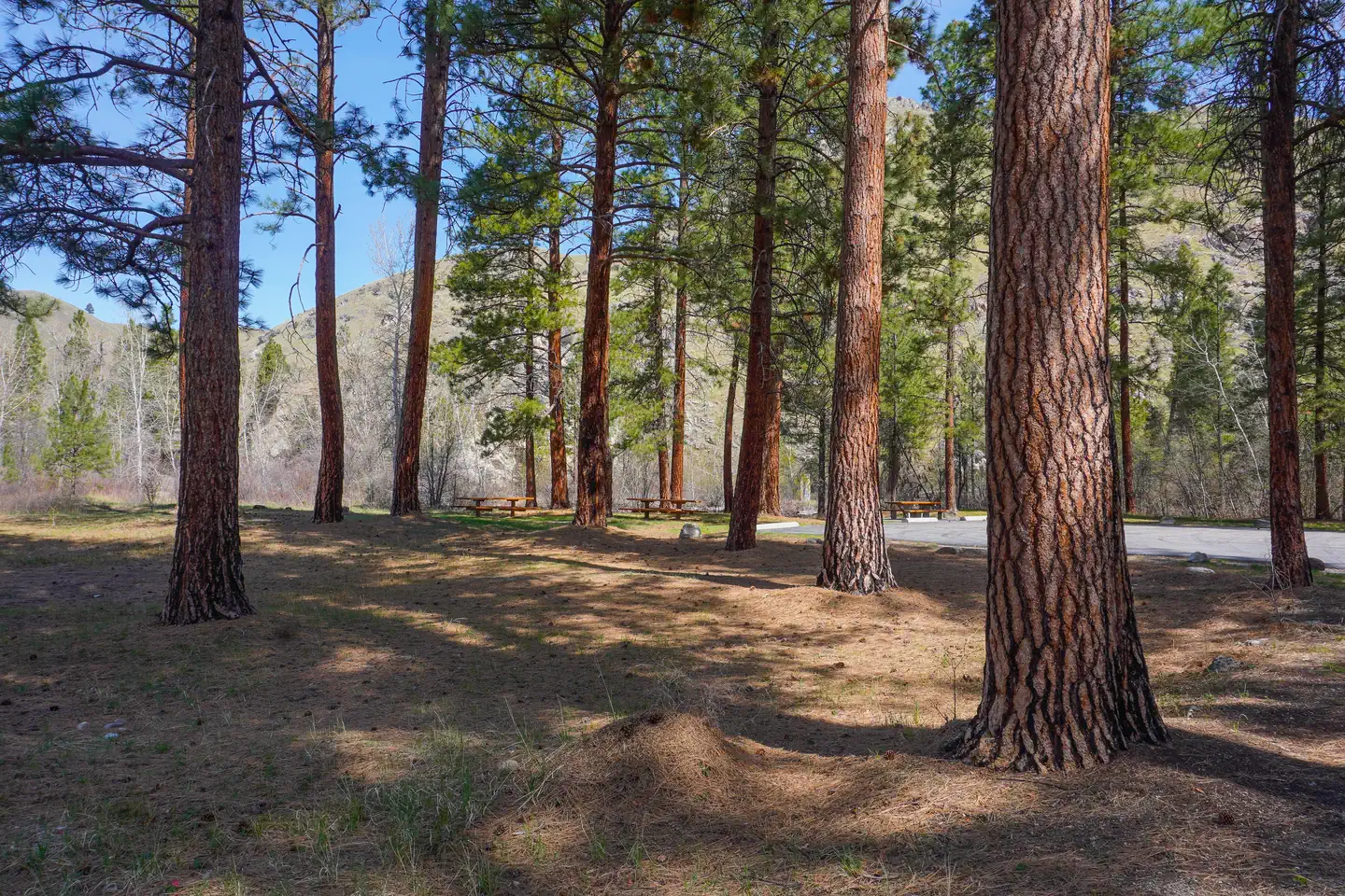 Spring Gulch — SPRING GULCH Picnic Area